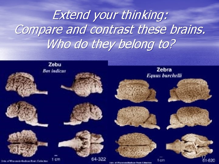 Extend your thinking: Compare and contrast these brains. Who do they belong to? 17