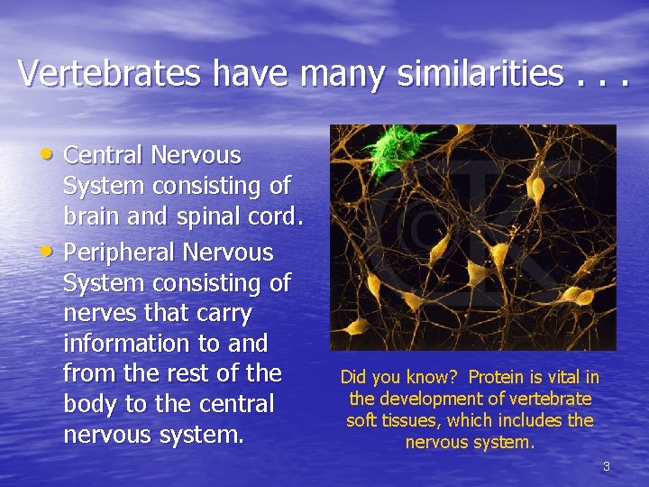 Vertebrates have many similarities. . . • Central Nervous • System consisting of brain