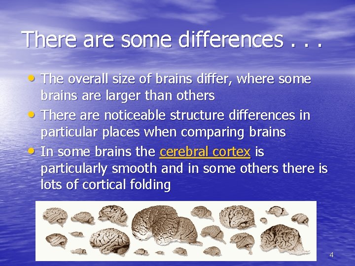 There are some differences. . . • The overall size of brains differ, where