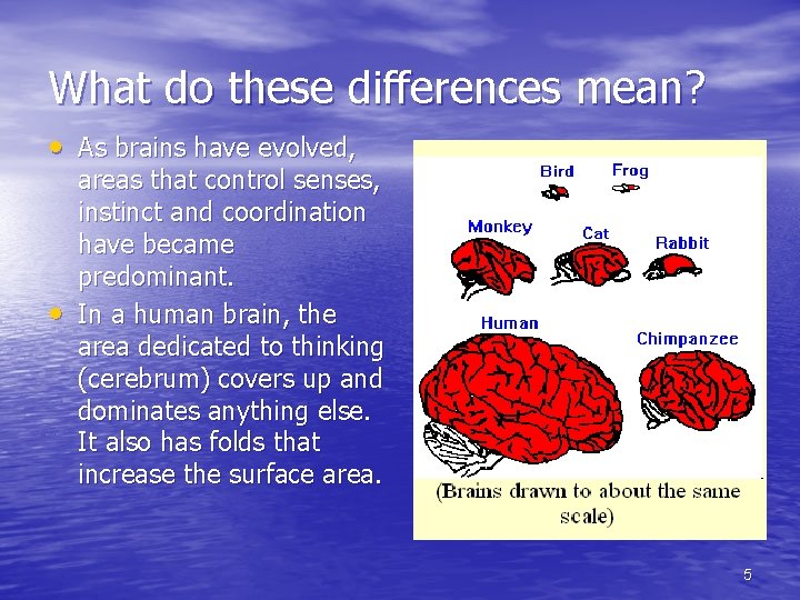 What do these differences mean? • As brains have evolved, • areas that control