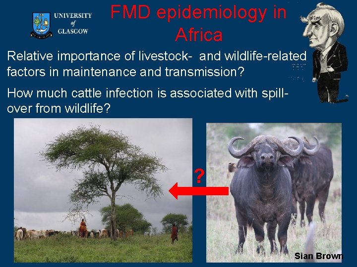 FMD epidemiology in Africa Relative importance of livestock- and wildlife-related factors in maintenance and