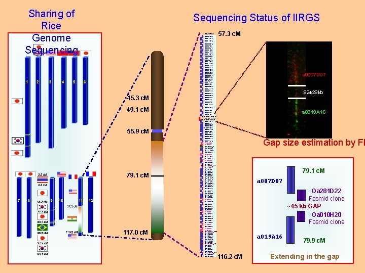 Sharing of Rice Genome Sequencing Status of IIRGS BAC/PAC Ba 0041 C 22 Bb