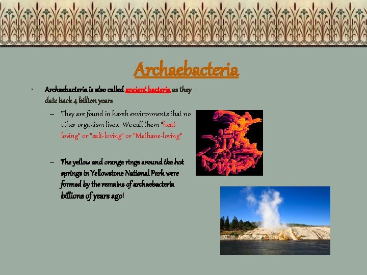 Archaebacteria • Archaebacteria is also called ancient bacteria as they date back 4 billion