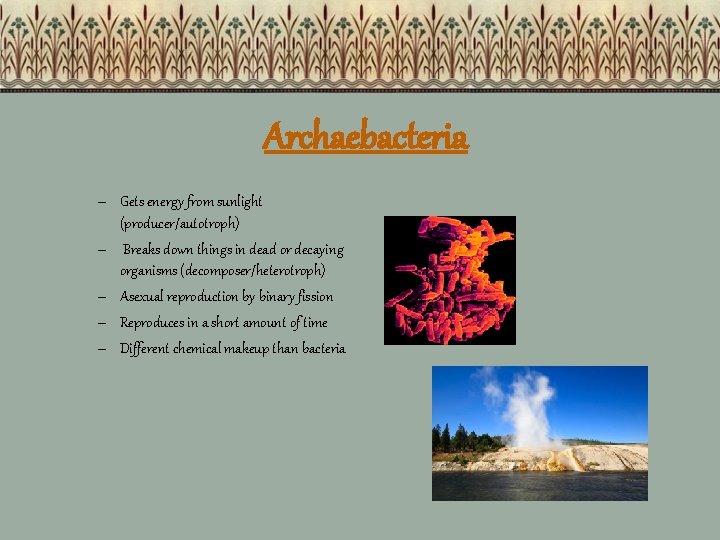 Archaebacteria – Gets energy from sunlight (producer/autotroph) – Breaks down things in dead or