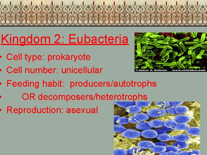 Kingdom 2: Eubacteria • • • Cell type: prokaryote Cell number: unicellular Feeding habit: