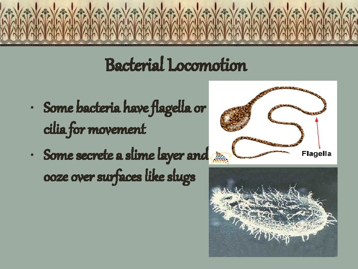 Bacterial Locomotion • Some bacteria have flagella or cilia for movement • Some secrete