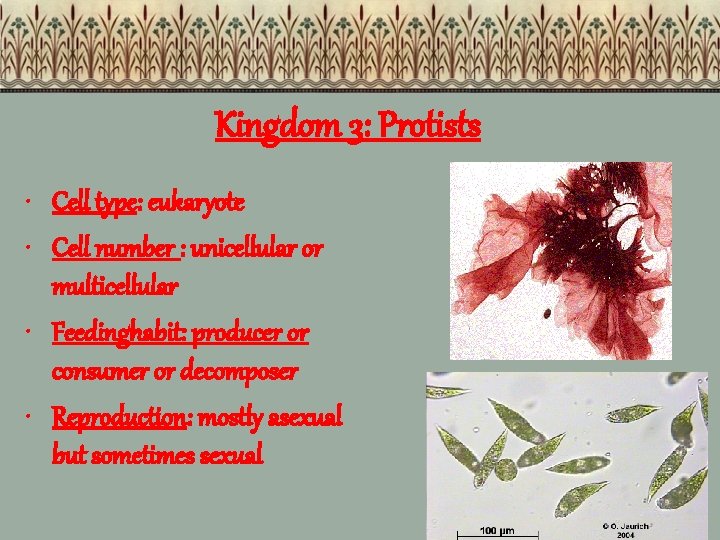 Kingdom 3: Protists • Cell type: eukaryote • Cell number : unicellular or multicellular