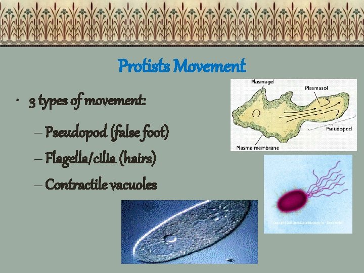 Protists Movement • 3 types of movement: – Pseudopod (false foot) – Flagella/cilia (hairs)