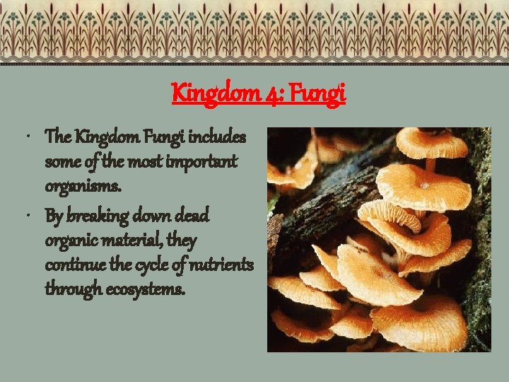 Kingdom 4: Fungi • The Kingdom Fungi includes some of the most important organisms.