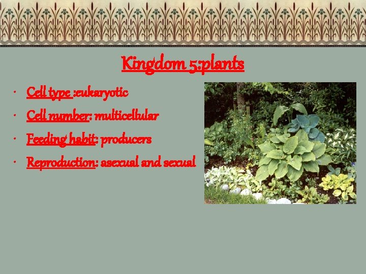 Kingdom 5: plants • • Cell type : eukaryotic Cell number: multicellular Feeding habit: