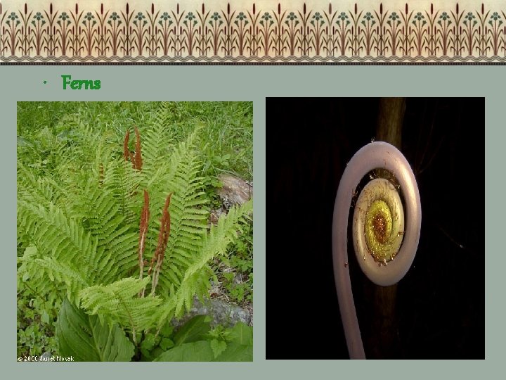  • Ferns 