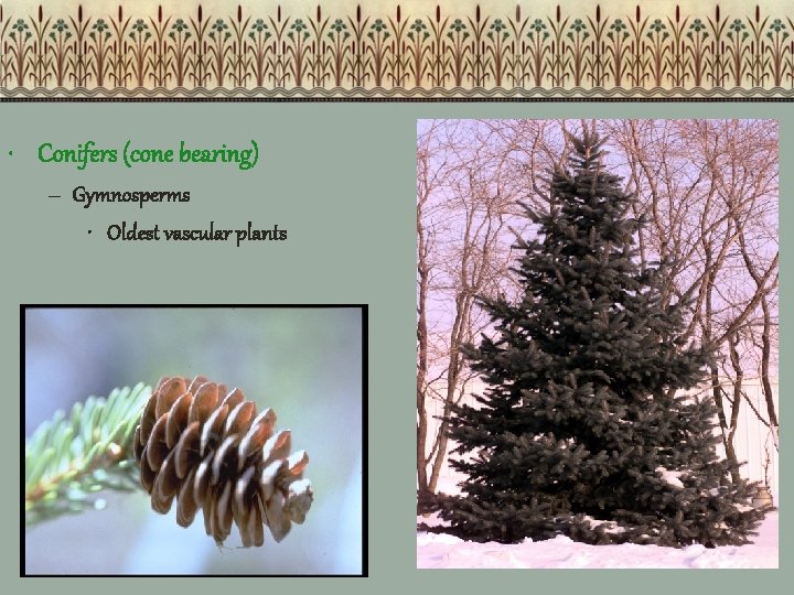  • Conifers (cone bearing) – Gymnosperms • Oldest vascular plants 