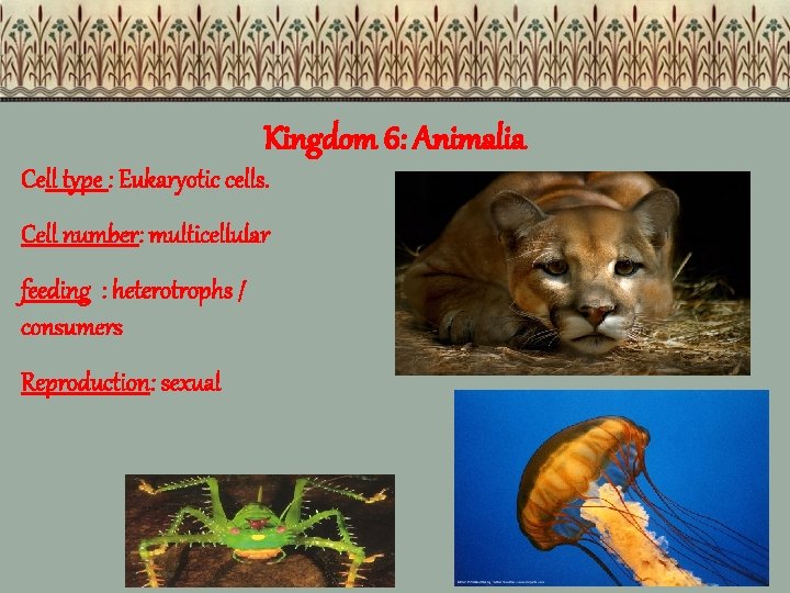Kingdom 6: Animalia Cell type : Eukaryotic cells. Cell number: multicellular feeding : heterotrophs