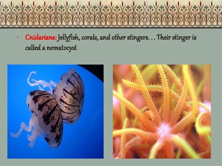  • Cnidarians: Jellyfish, corals, and other stingers. . . Their stinger is called