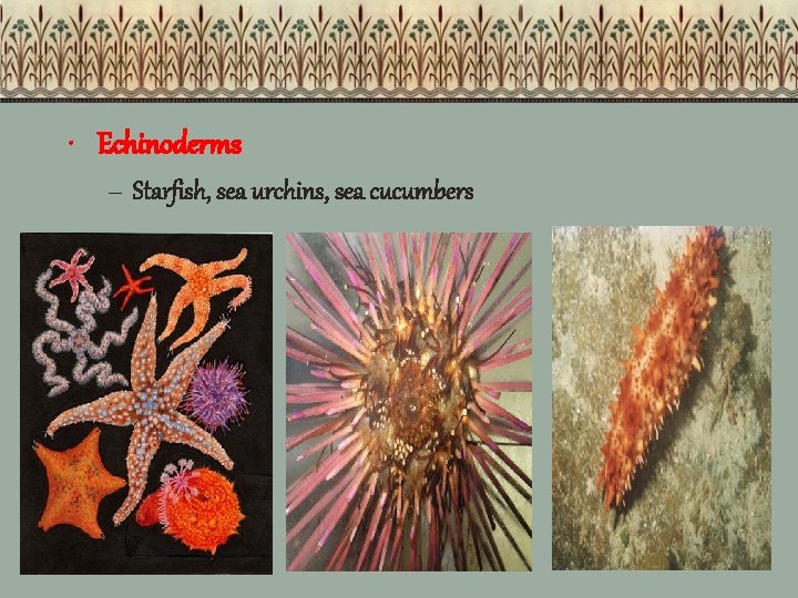  • Echinoderms – Starfish, sea urchins, sea cucumbers 