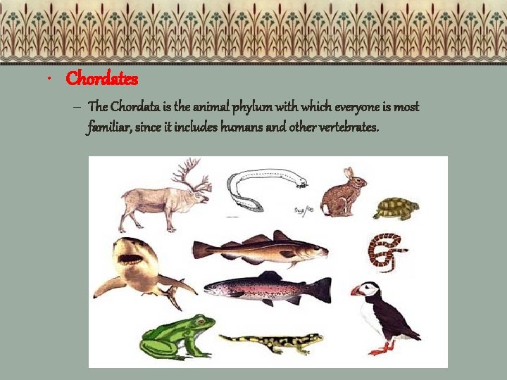  • Chordates – The Chordata is the animal phylum with which everyone is