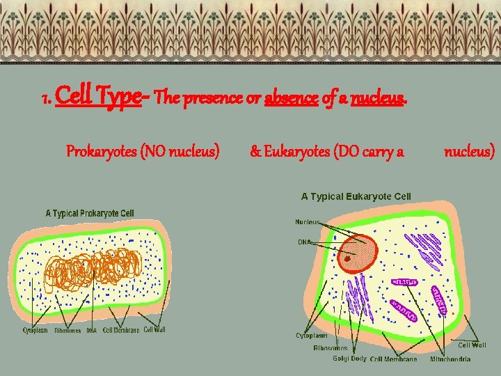 1. Cell Type- The presence or absence of a nucleus. Prokaryotes (NO nucleus) &