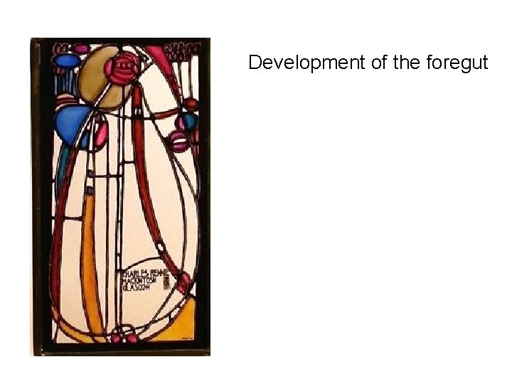 Development of the foregut 