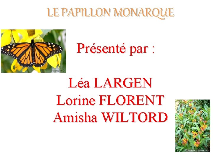 LE PAPILLON MONARQUE Présenté par : Léa LARGEN Lorine FLORENT Amisha WILTORD 