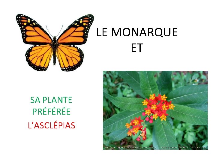 LE MONARQUE ET SA PLANTE PRÉFÉRÉE L’ASCLÉPIAS 