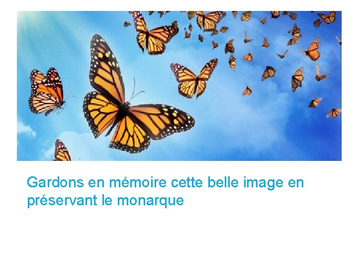 Gardons en mémoire cette belle image en préservant le monarque 