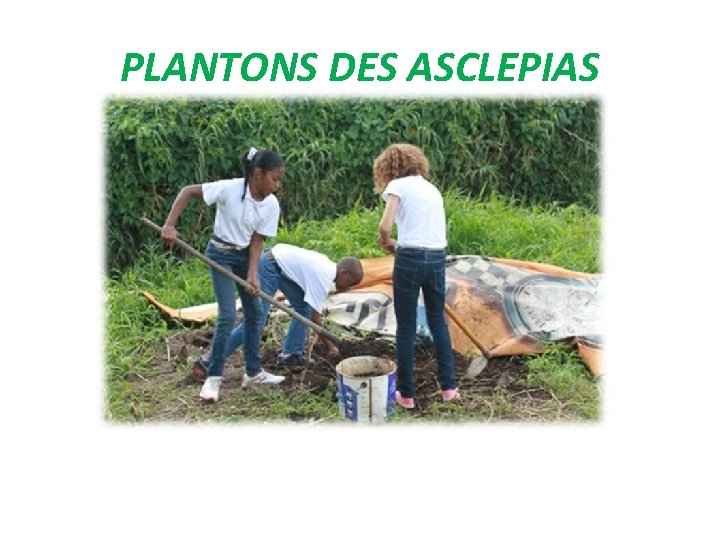 PLANTONS DES ASCLEPIAS 