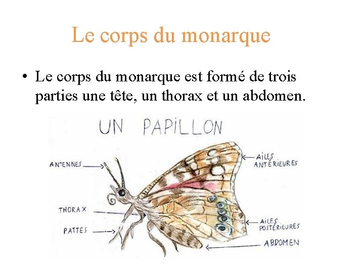 Le corps du monarque • Le corps du monarque est formé de trois parties