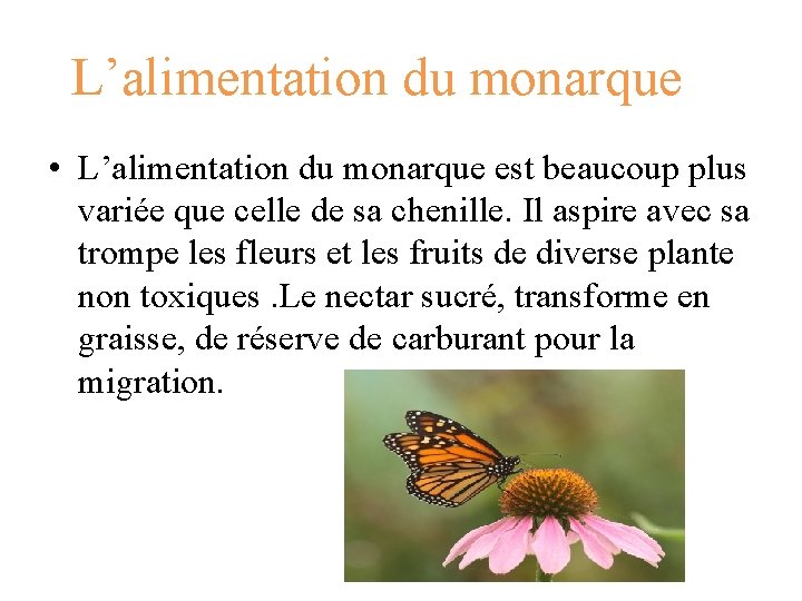 L’alimentation du monarque • L’alimentation du monarque est beaucoup plus variée que celle de