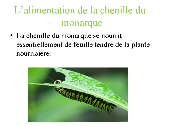 L’alimentation de la chenille du monarque • La chenille du monarque se nourrit essentiellement