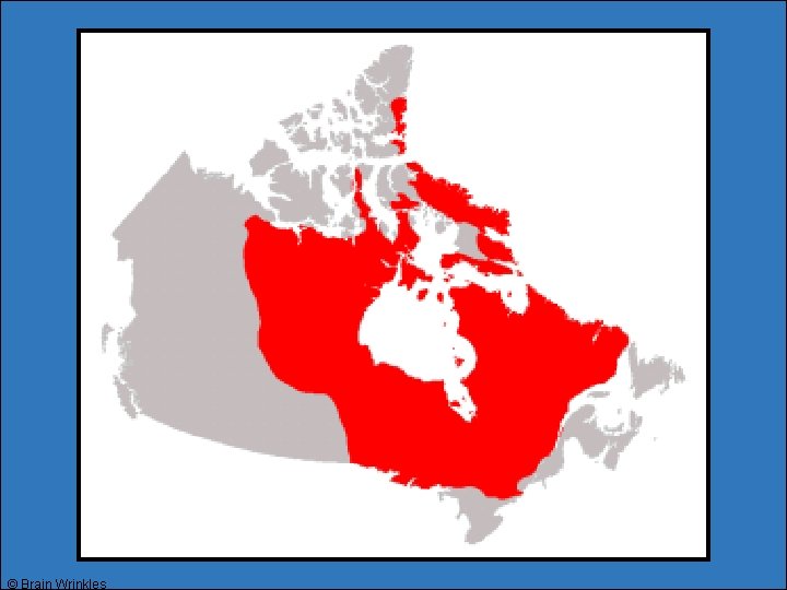 © Brain Wrinkles © Brain Wrinkles