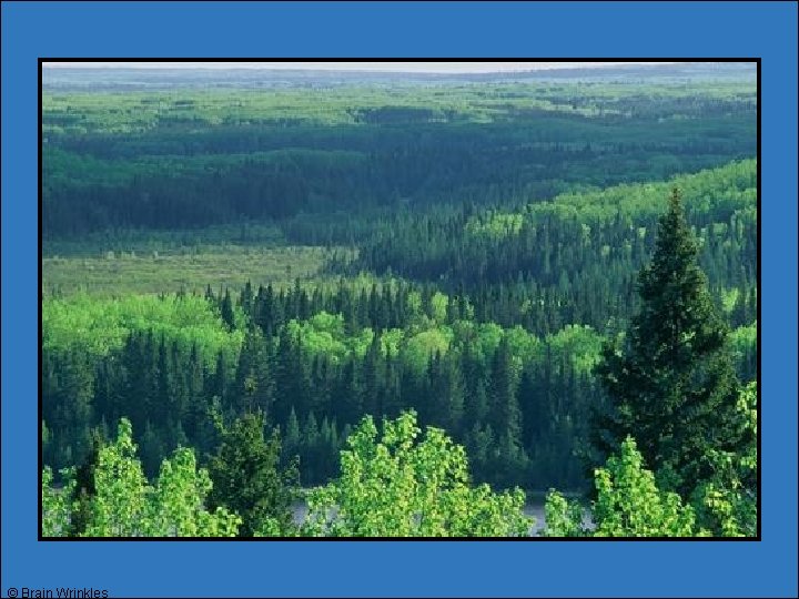 © Brain Wrinkles © Brain Wrinkles