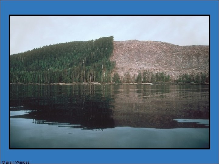 © Brain Wrinkles © Brain Wrinkles