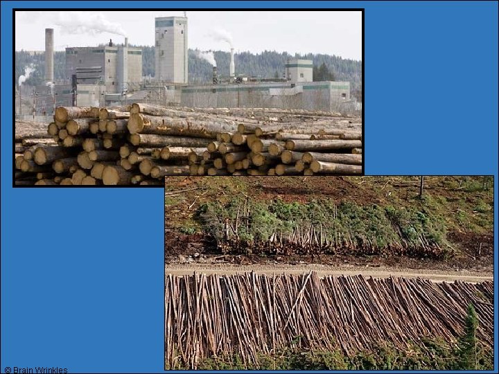 © Brain Wrinkles © Brain Wrinkles