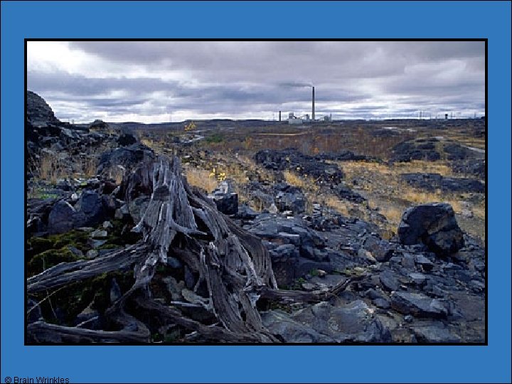 © Brain Wrinkles © Brain Wrinkles