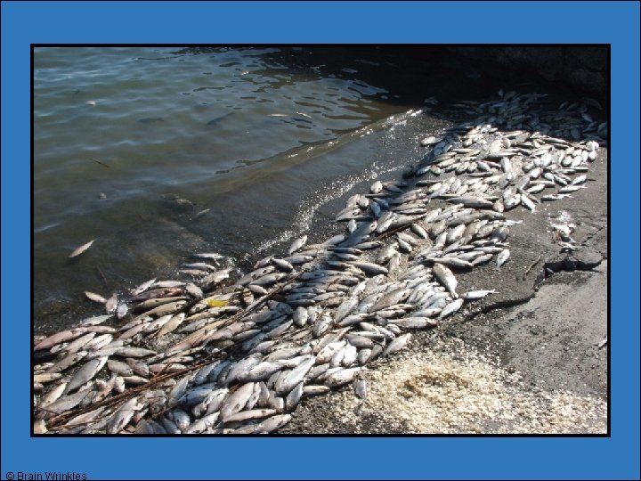 © Brain Wrinkles © Brain Wrinkles