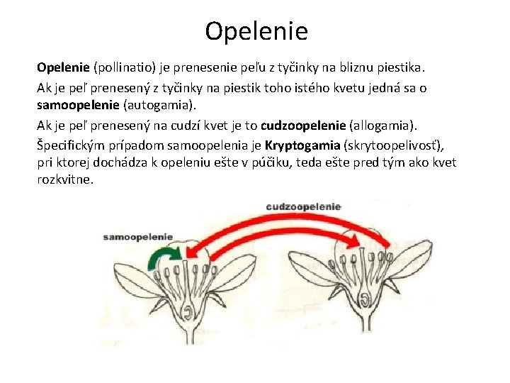 Opelenie (pollinatio) je prenesenie peľu z tyčinky na bliznu piestika. Ak je peľ prenesený