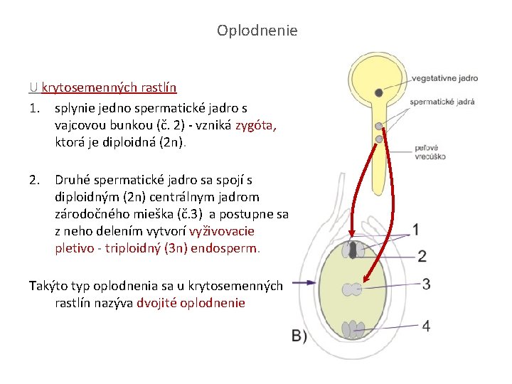 Oplodnenie U krytosemenných rastlín 1. splynie jedno spermatické jadro s vajcovou bunkou (č. 2)