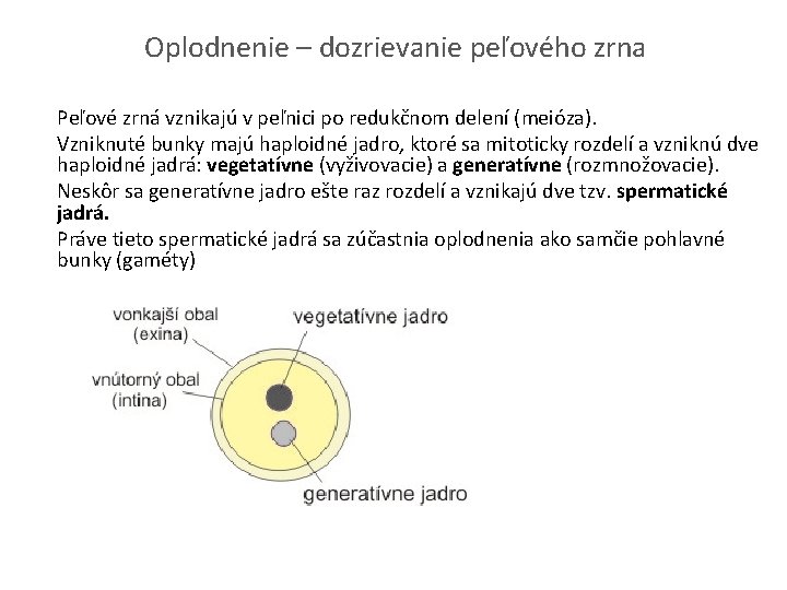 Oplodnenie – dozrievanie peľového zrna Peľové zrná vznikajú v peľnici po redukčnom delení (meióza).