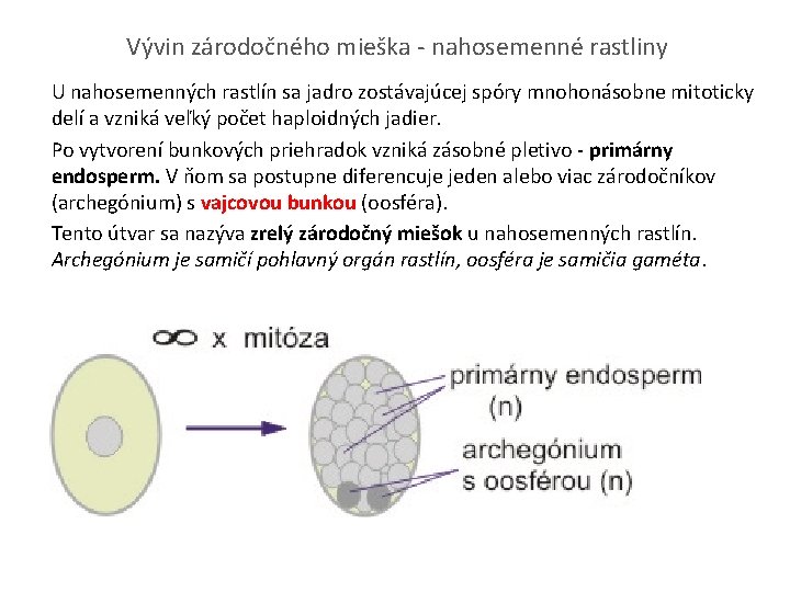 Vývin zárodočného mieška - nahosemenné rastliny U nahosemenných rastlín sa jadro zostávajúcej spóry mnohonásobne