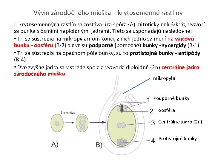 Vývin zárodočného mieška – krytosemenné rastliny U krytosemenných rastlín sa zostávajúca spóra (A) mitoticky