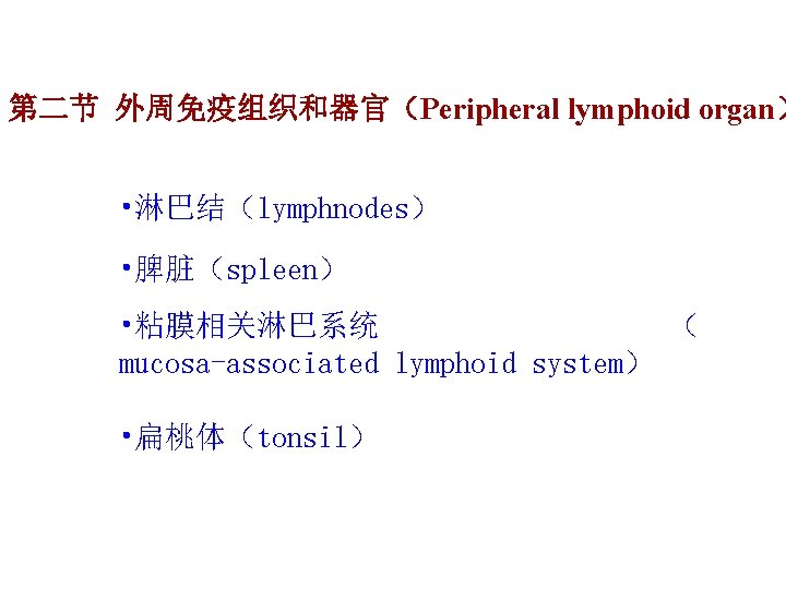 第二节 外周免疫组织和器官（Peripheral lymphoid organ） • 淋巴结（lymphnodes） • 脾脏（spleen） • 粘膜相关淋巴系统 （ mucosa-associated lymphoid system）