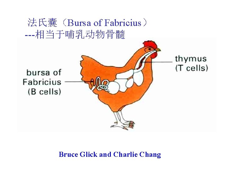 法氏囊（Bursa of Fabricius） ---相当于哺乳动物骨髓 Bruce Glick and Charlie Chang 