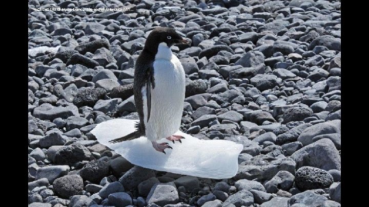 GRENOUILLET Marie-France- The end of Antarctica ? ? . . . 