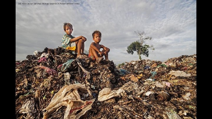 3 rd Place Javier Sanchez-Monge Escardó-A Forest without trees 