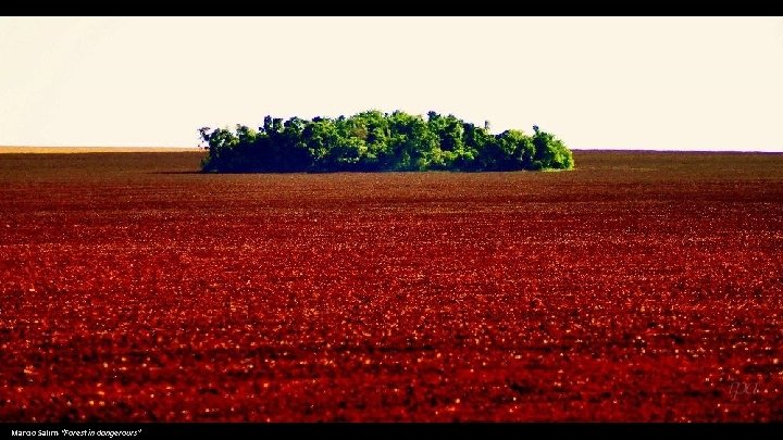 Marcio Salim-“Forest in dangerours” 