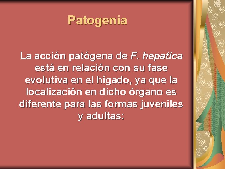 Patogenia La acción patógena de F. hepatica está en relación con su fase evolutiva