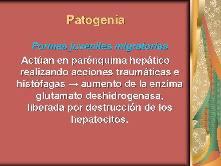 Patogenia Formas juveniles migratorias Actúan en parénquima hepático realizando acciones traumáticas e histófagas →