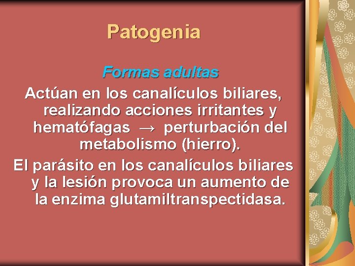 Patogenia Formas adultas Actúan en los canalículos biliares, realizando acciones irritantes y hematófagas →