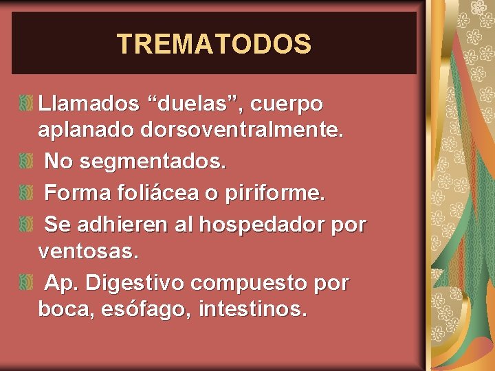 TREMATODOS Llamados “duelas”, cuerpo aplanado dorsoventralmente. No segmentados. Forma foliácea o piriforme. Se adhieren