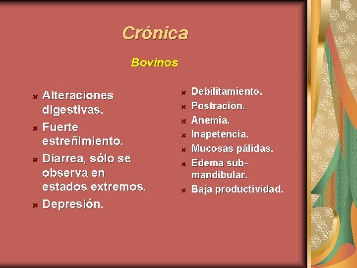 Crónica Bovinos Alteraciones digestivas. Fuerte estreñimiento. Diarrea, sólo se observa en estados extremos. Depresión.